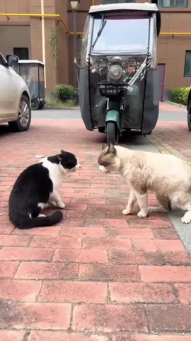 Fear of fighting #cat#kitty#fight#play#fyp 