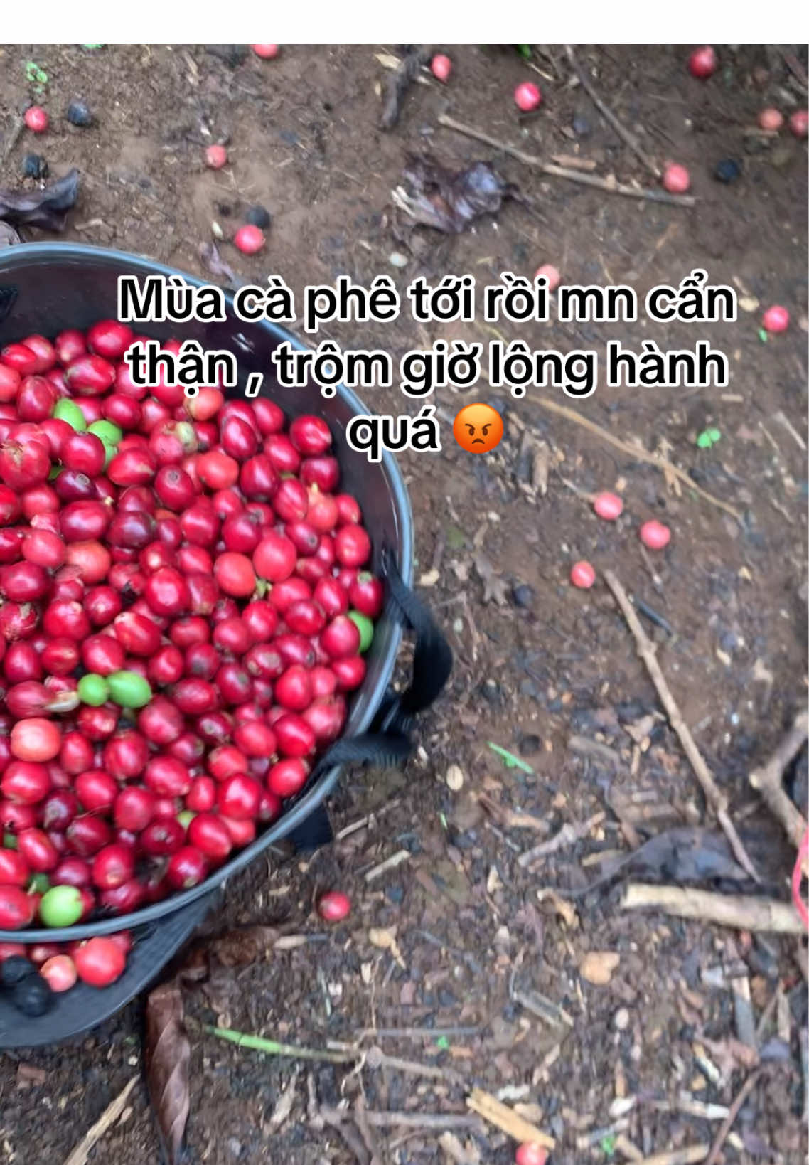 Ko làm mà đòi có ăn ak, người ta chăm lên tới giờ này để bọn trộ.m ngang nhiên hái ak, mn cẩn thận nha vườn nhà mình vừa bị trộm , may mà nó để lại bao cà phê .😡😡😡😡#fyp #vairal #xuhuong #nôngnghiệp #gialai 