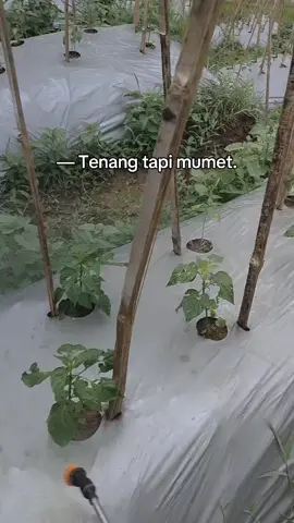 tak berdaya blas. #petaniindonesia🇮🇩🇮🇩🇮🇩🌿🌿 #petanicabai  #petani  #CapCut 
