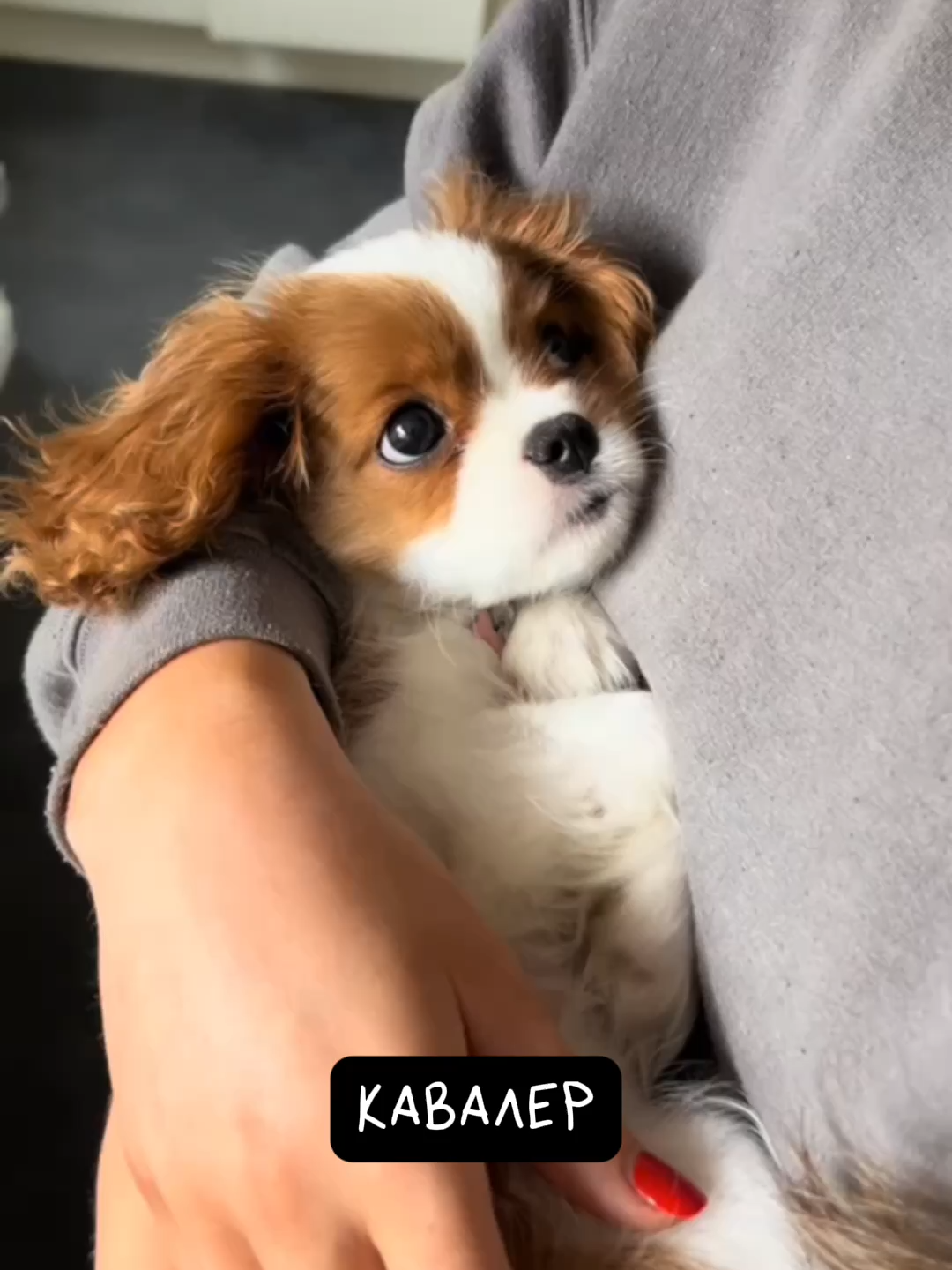 Кавалер Кинг Чарльз Спаниель 👑 Королевская Милашка