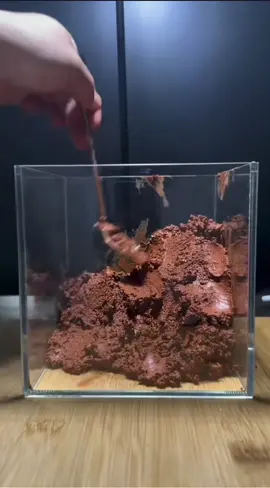 #viral #terrariums #minilandscape #fyp #xuhuong #builder 