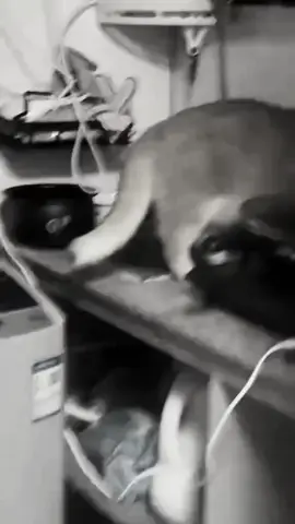 هههههه#اكسبلوررر #fbyツ #fbyツforyou🤍🦋 