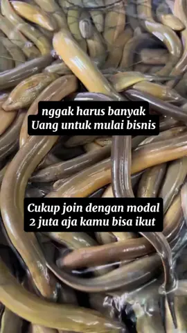 Ingin uang Anda bekerja lebih cerdas? Yuk, titip modal di usaha budidaya belut, peluang usaha agribisnis yang menjanjikan, berkelanjutan, dan minim risiko! ✅ Potensi pasar tinggi – kebutuhan belut terus meningkat ✅ Sistem budidaya sudah terbukti & efisien ✅ Laporan berkala & transparansi penggunaan modal Ayo, kembangkan asetmu di sektor yang jarang dilirik tapi punya potensi besar!”#bibitbelut #budidayabelut #fyp #peluangusaha #peluangbisnis 