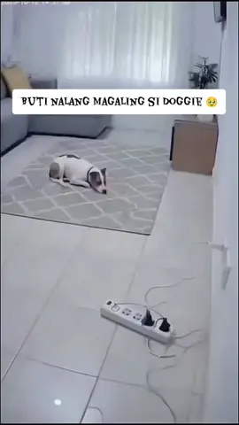 nice dog move 🐶 #wherehaveyoubeen #slowmo #dog 