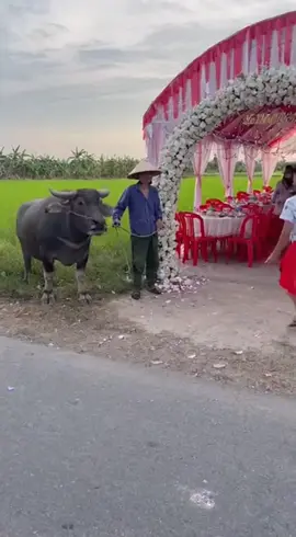 Chơi khôn vậy #fyp #xuhuong 