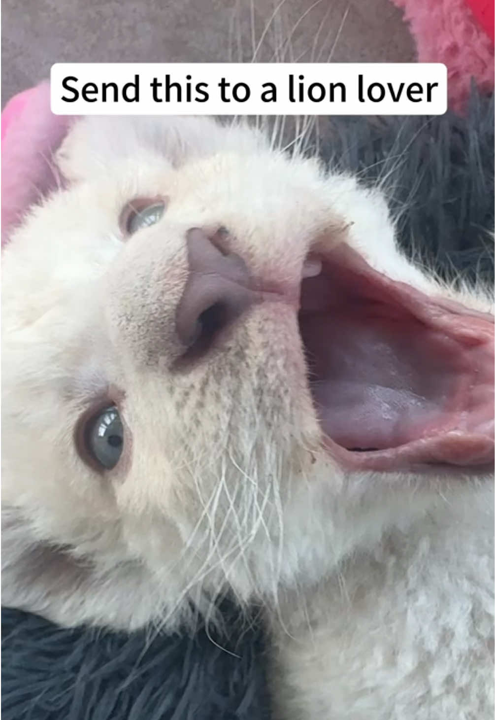 Send this to a lion lover 🥺#cute #Lion #babylion #lioncub #thailand #phuket #lioncafe #LionLove #whitelion #yawn #bigcat #foryoupage 