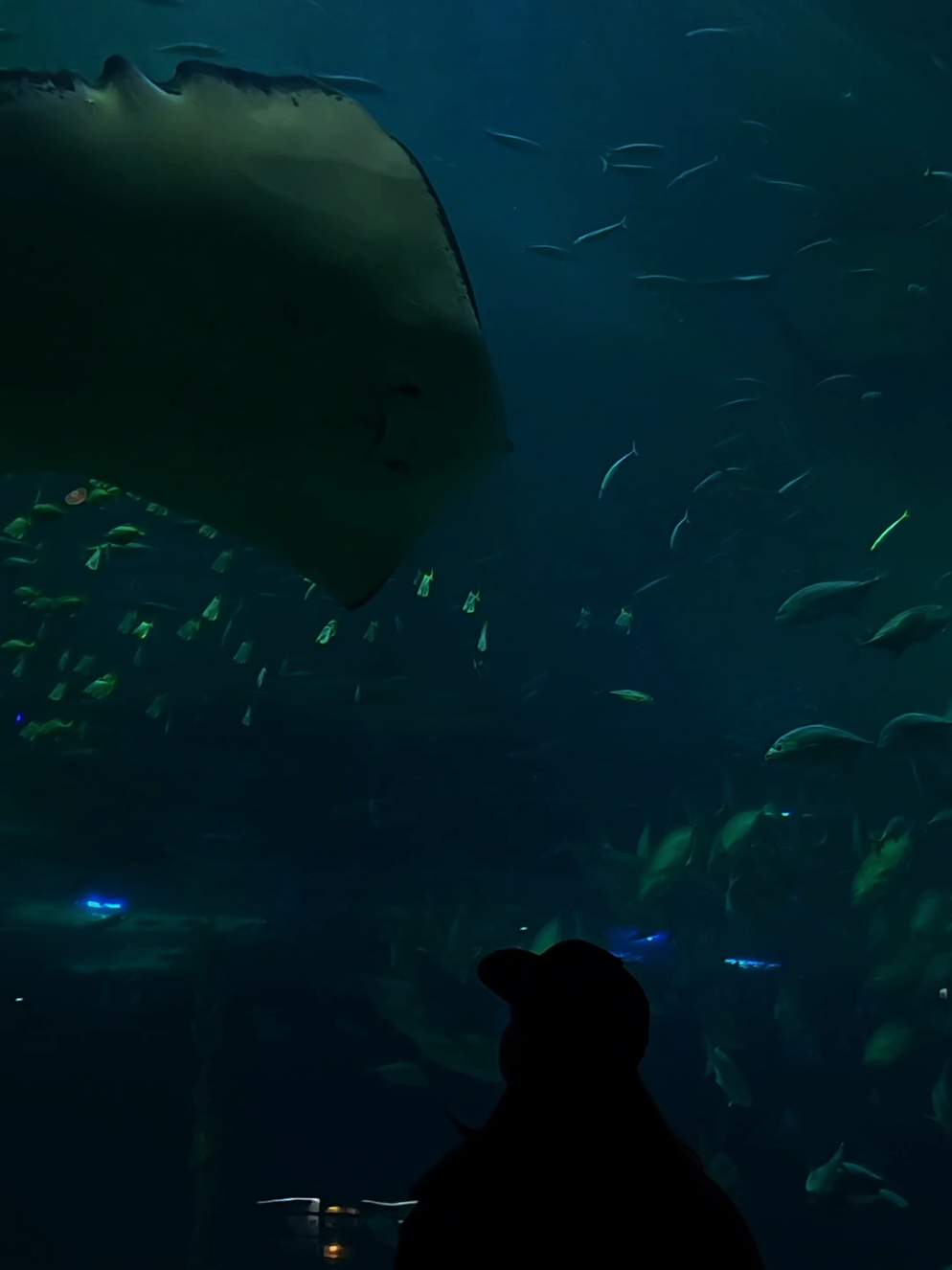 #аквариум #sqwore 