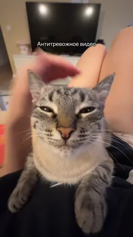 #кошка #смешныекоты #котики #cat 