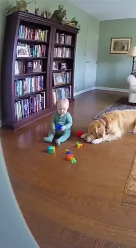 The dog saved the baby #guard #dog #usa🇺🇸 