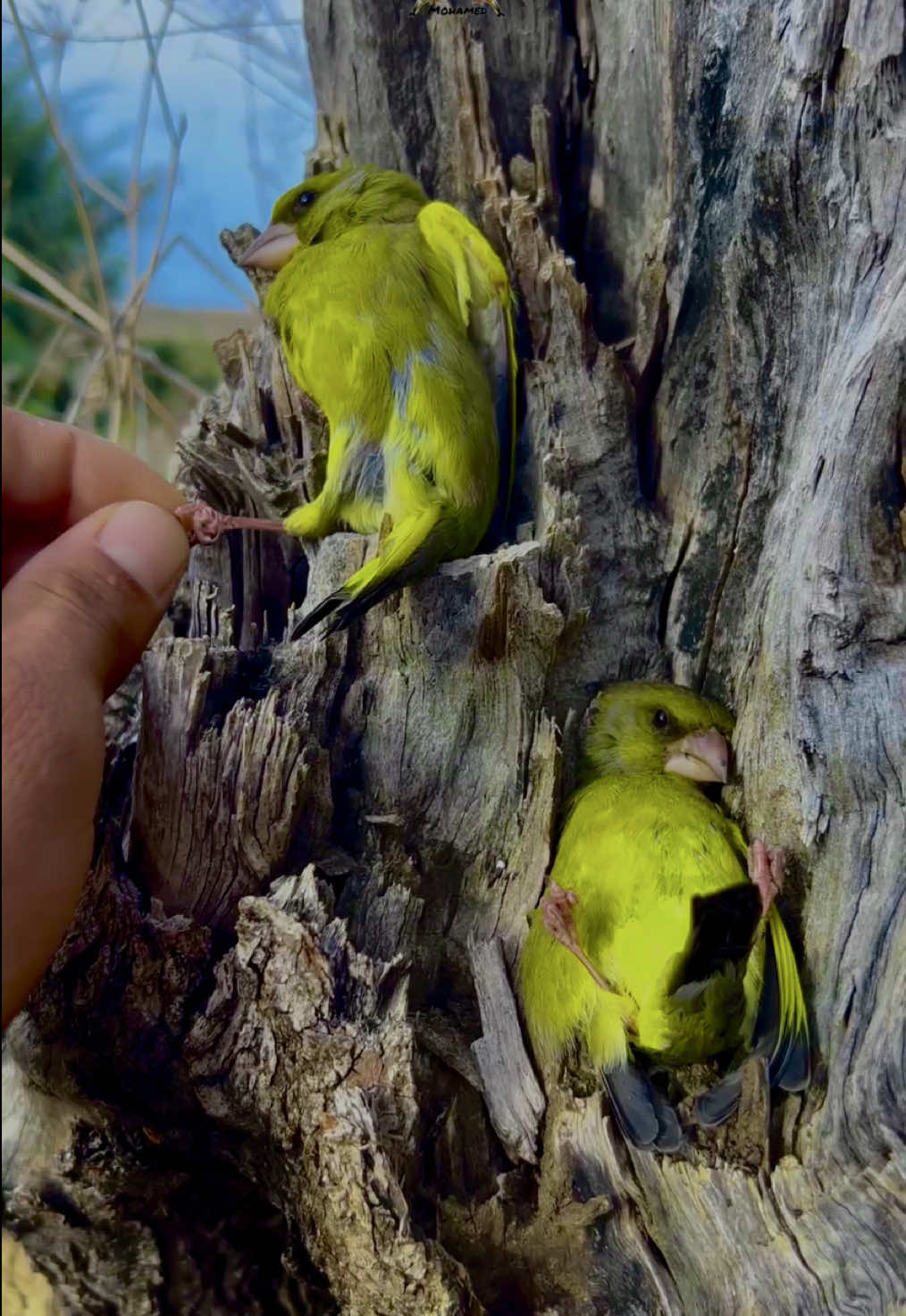 هدوء نادر في البرية 🕊️ – Rare Calm in the Wild