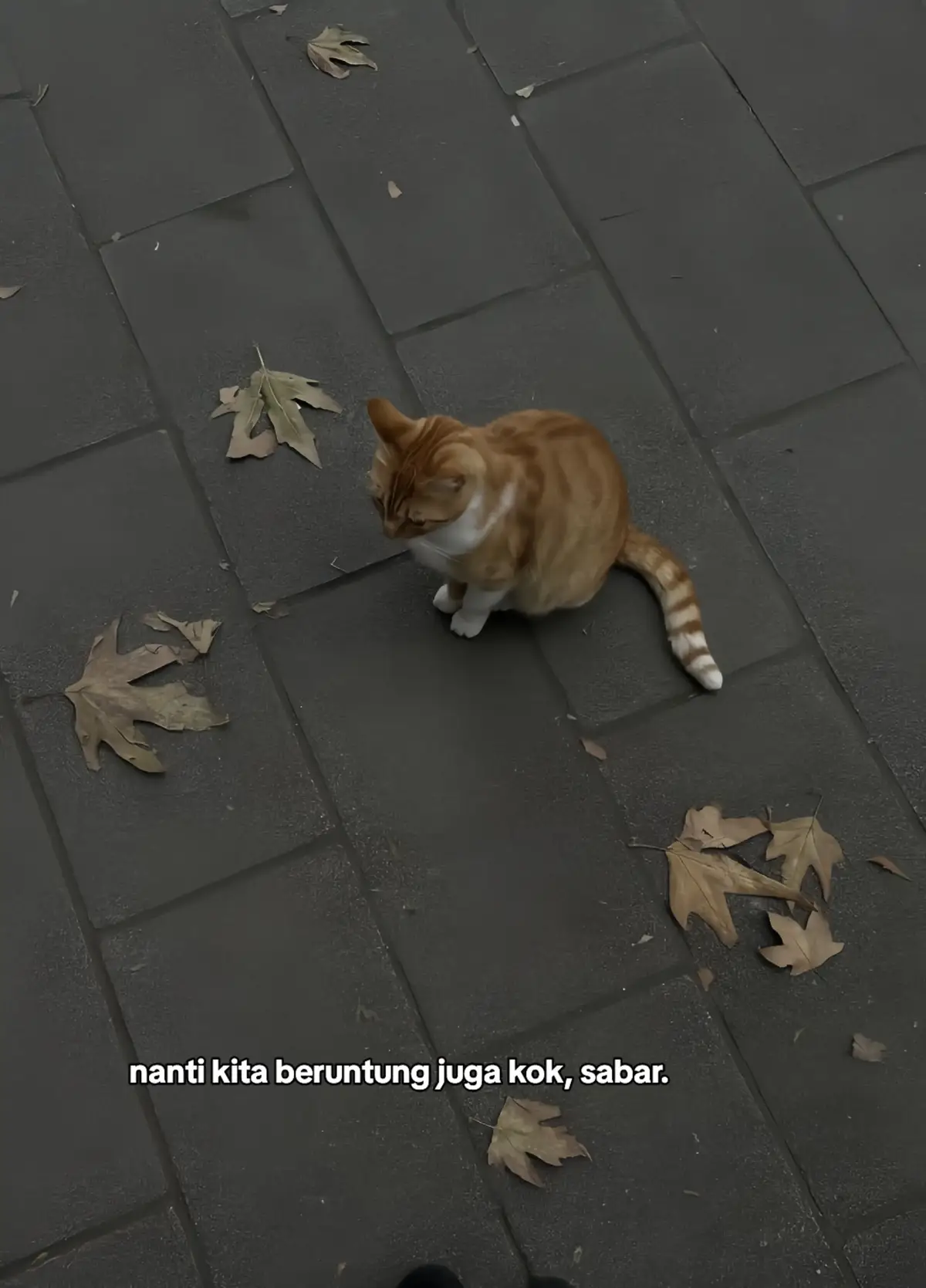 🧂 Bahan: 500 gram kedelai 2 liter air untuk merendam 1 liter air untuk menggiling Cuka makan atau air perasan jeruk nipis ± 2 sdm (sebagai penggumpal) Kain saring (kain tipis putih atau kain kasa) Cetakan tahu (bisa pakai kotak kayu atau plastik berlubang kecil) --- 🍳 Cara Membuat: 1. Rendam kedelai Cuci bersih kedelai, lalu rendam dalam air selama 8–12 jam sampai mengembang dan kulitnya mudah terlepas. 2. Kupas kulit kedelai Gosok-gosok kedelai sampai kulit arinya terlepas, lalu bilas bersih. 3. Haluskan kedelai Blender atau giling kedelai bersama ±1 liter air sampai lembut. 4. Masak adonan kedelai Masukkan hasil gilingan ke dalam panci, tambahkan air secukupnya, lalu masak sambil diaduk sampai mendidih. Ini jadi susu kedelai mentah. 5. Saring susu kedelai Tuang ke kain saring, peras hingga keluar semua sari kedelainya. Ampasnya bisa disisihkan (namanya okara, bisa diolah jadi makanan lain). 6. Gumpalkan susu kedelai Panaskan kembali susu kedelai sampai hampir mendidih. Tambahkan cuka atau air jeruk nipis sedikit demi sedikit sambil diaduk perlahan sampai menggumpal (terpisah antara air dan gumpalan putih). 7. Saring dan cetak tahu Tuang gumpalan tahu ke kain saring yang sudah diletakkan di cetakan. Lipat kainnya dan tekan dengan beban (batu atau benda berat) selama ±30 menit agar airnya keluar. 8. Potong dan rendam Setelah padat, keluarkan dari cetakan, potong-potong sesuai selera, lalu rendam dalam air bersih supaya tahan lama. --- 💡 Tips: Gunakan air bersih agar hasil tahu tidak asam atau cepat basi. Jika ingin tahu lembut, kurangi tekanan saat mencetak. Jika ingin tahu keras, tekan lebih kuat dan lama. #cintayangpudar #galaubrutal #xyzabc 