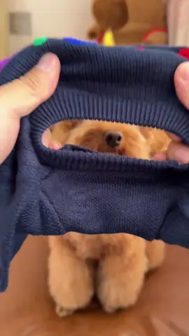 áo cho cún#xuhuong #thucung 