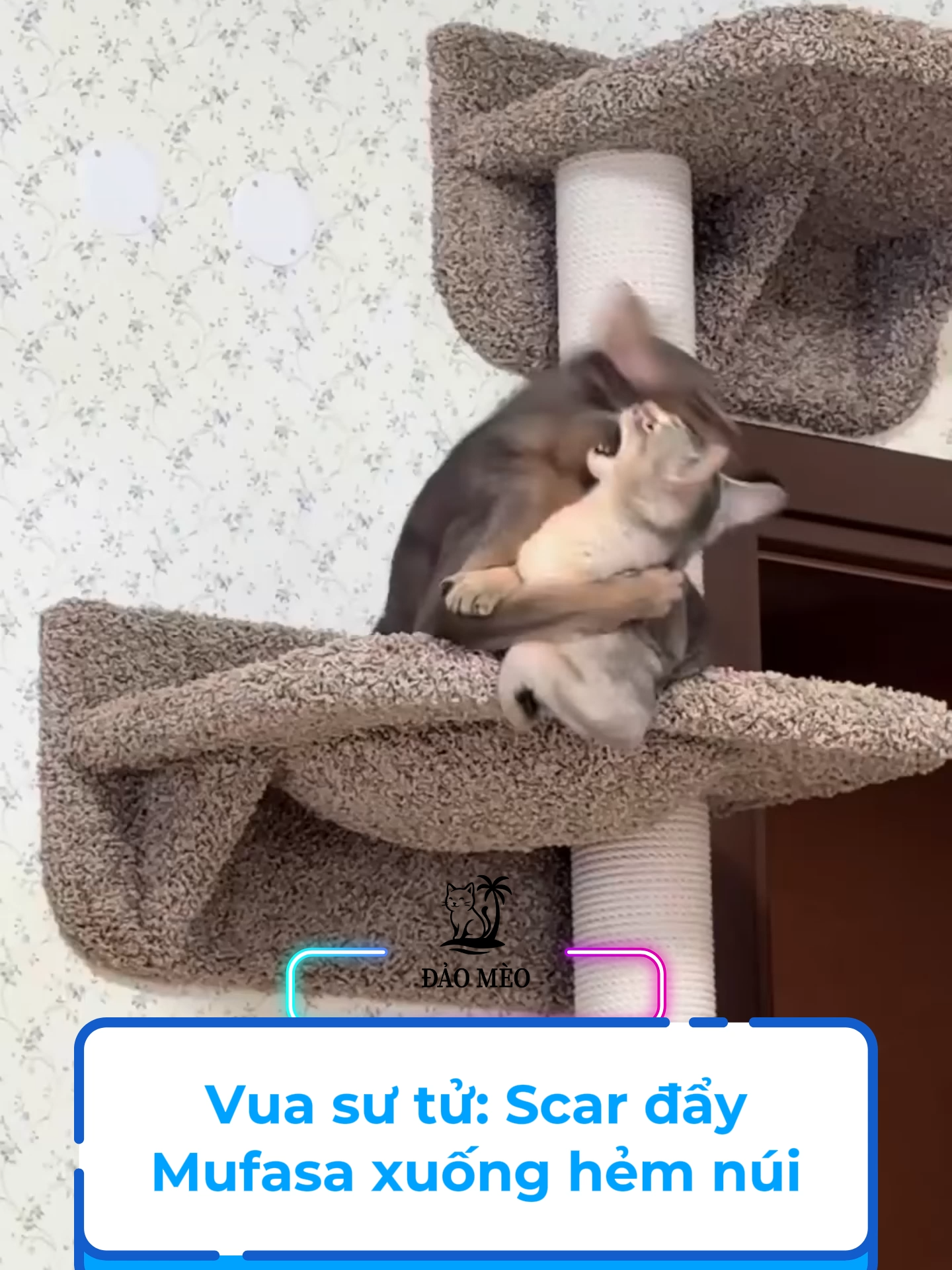 Phân cảnh kinh điển đây rồi #xuhuong #meo #đảomèo #viral #haihuoc #funnycat