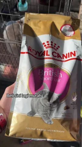 Royal Canin British Shorthair Kitten (2kg) #fypシ゚ #tiktokshop #tiktokviral #forupage #fyp 