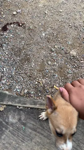 Nggohno wes dadi sate 🤣