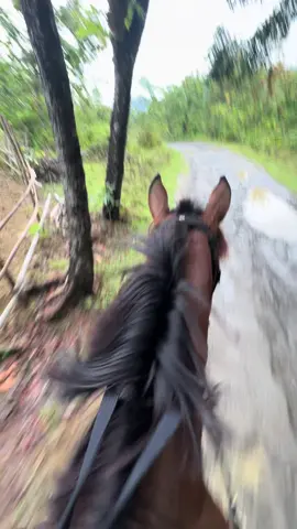 Suaranya bikin candu   #kuda 