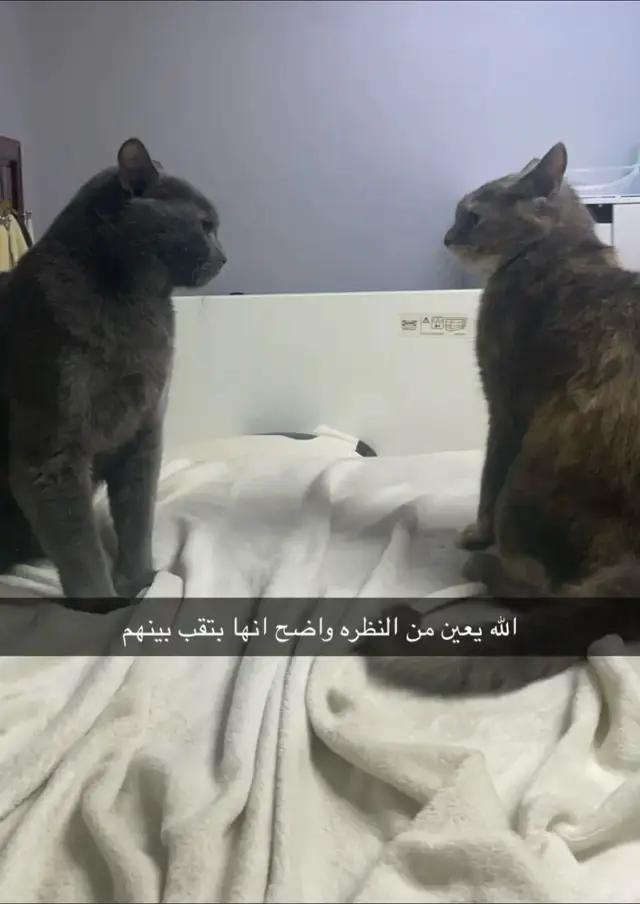 #قطط_تيكتوك #الشعب_الصيني_ماله_حل😂😂 #cats #fyp #cats 