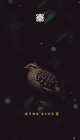 #creatorsearchinsights #hausalyrics #Arewalyrics #king #🦋 