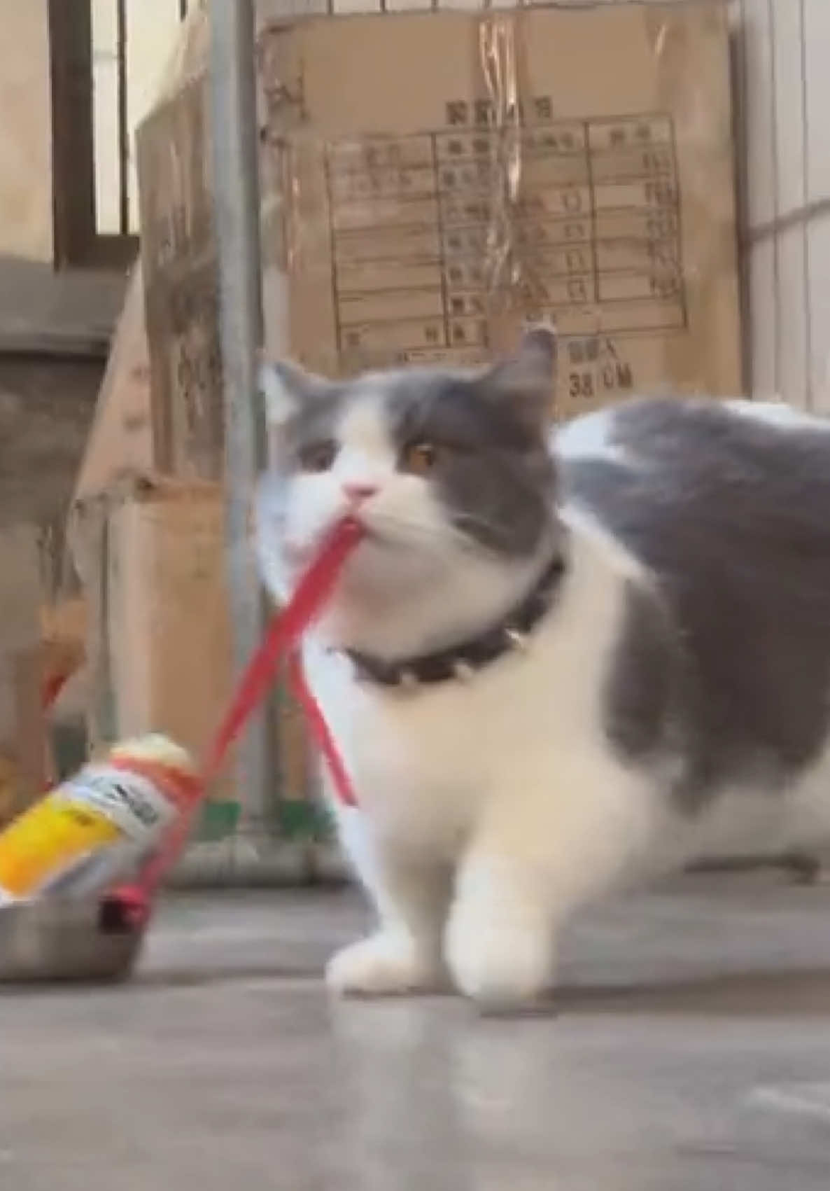 🥰🥰🥰#面白い #TikTokの猫たち #可愛い猫 #キティ #猫たち    