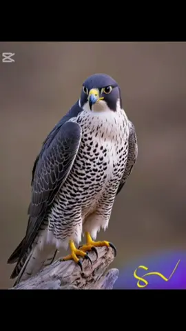 #تصميم_فيديوهات #الصقر #👑 