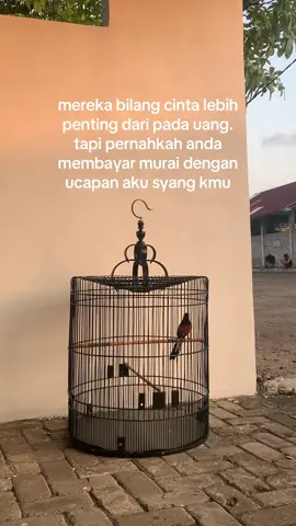 #zyxbca #kicaumania_indonesia #muraibatumedan #muraibatumania #fyp 