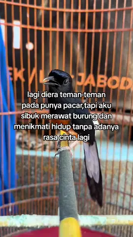 #kicaumaniaindonesia#muraibatuindonesia#kicaumania#muraibatu#murai 