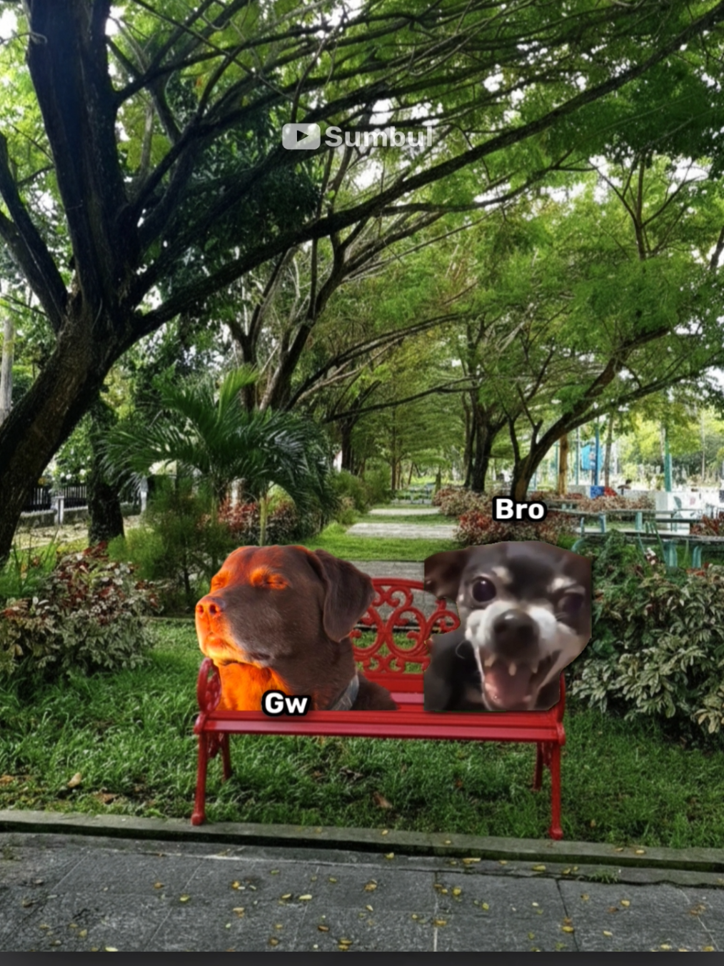 Terdiam sejenak😹 #memes #meme #catlovers #catmemes #kucing 