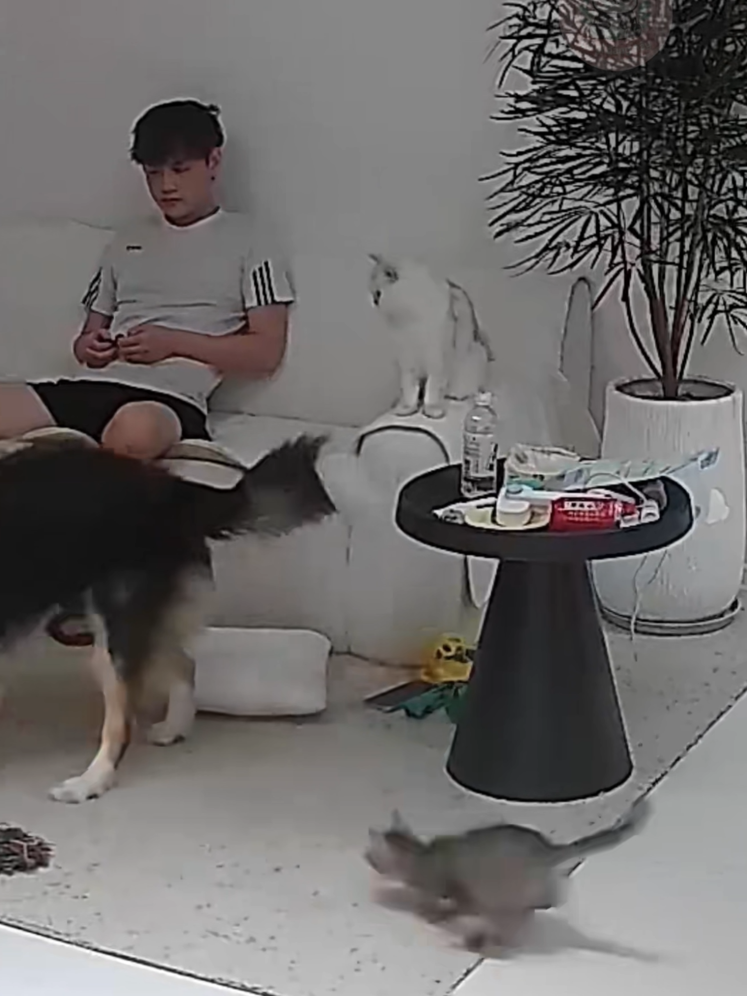 Giỡn chơi mà cỡ đó không á #cgdn #funnyanimals #haihuoc #Dethuong #votri #fypシ゚viral🖤tiktok #cat #dogs