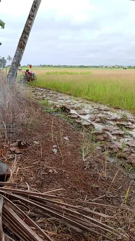 #fyp jajal singkal anyar ang indra🤣🤣 @kakang mah wong tani nok#kubotard85s2 #kubotabalap🤟 #fypmasukbrandamufyp #ffffffffffffffffffffffffyyyyyyyyyyyyyyyyypppppppppppppp 