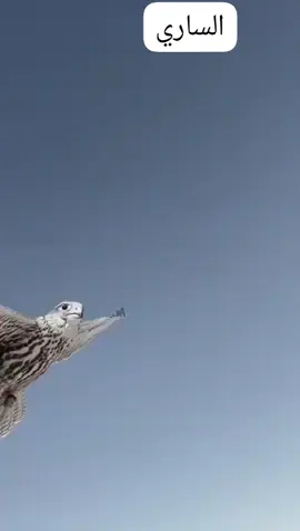 #اكسبلور #اكسبلور #اكسبلور 