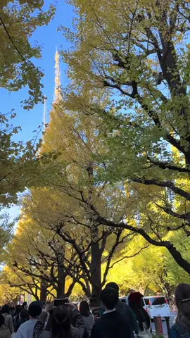 “Nếu có một mùa khiến người ta muốn yêu, chắc chắn là mùa thu.”🍁🍁 #Tokyo