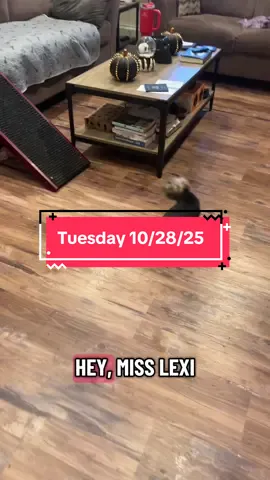 #tuesday #morning #dog #cat 