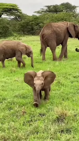 The baby elephant takes wobbly steps and flaps its big ears—it's absolutely adorable! 🐘💕 #CuteAnimals #ElephantFamily #WildlifeConservation  