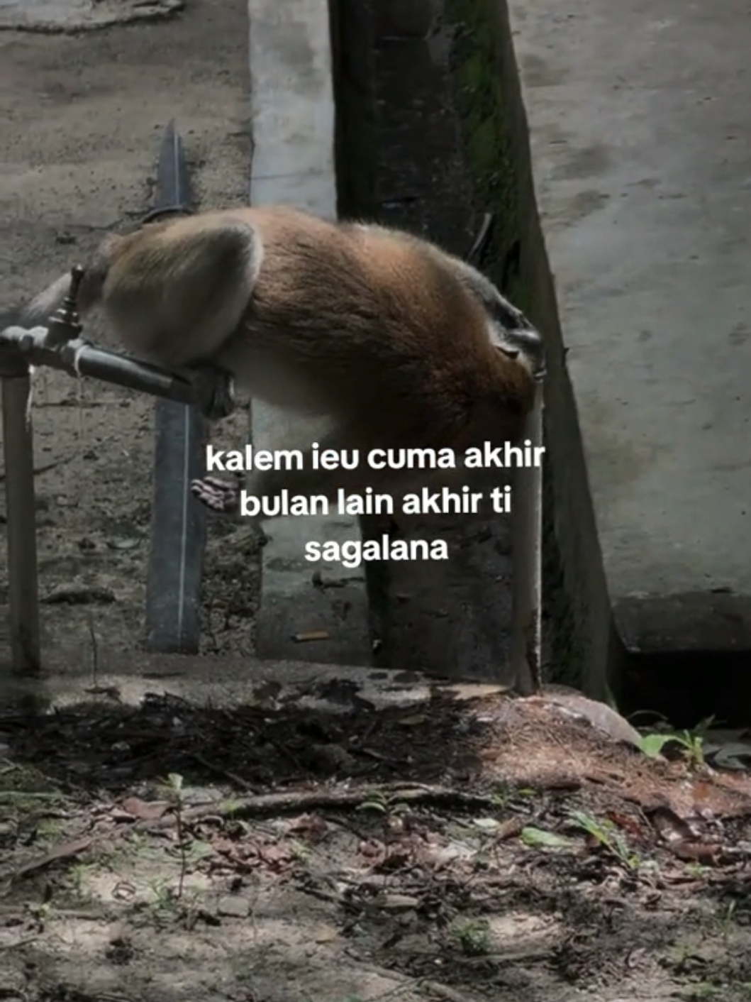 kalem weh #capruk #storysunda #monyetgalau #atuheuy 