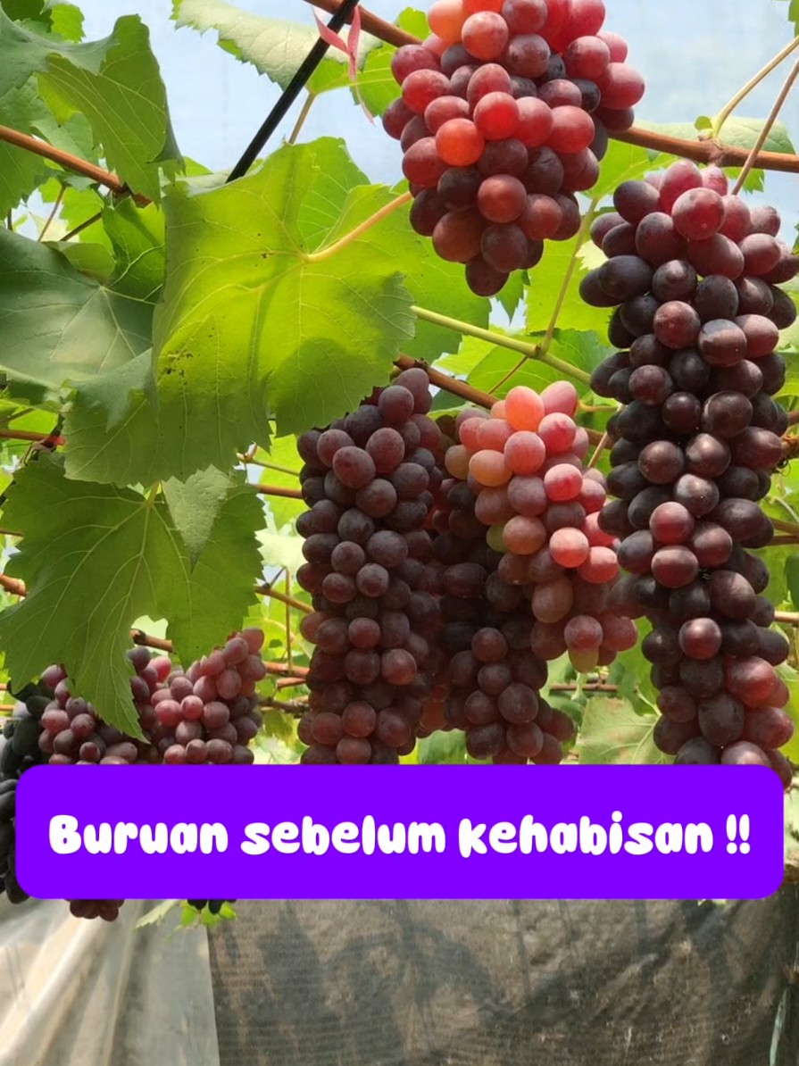 Ready Bibit anggur import varian Jupiter