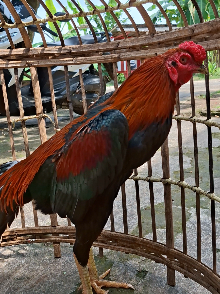 sing wani² ae ,lokasi kroya #ayambangkok #ayambangkokindinesia #hobiayam #fyp #viralvideo 