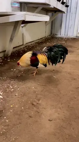 #ayamphilipin🇵🇭 #kakigetar🐓 