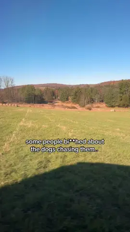 so we used the #yukondenali #yukon #gmcdenali #beef #cows 