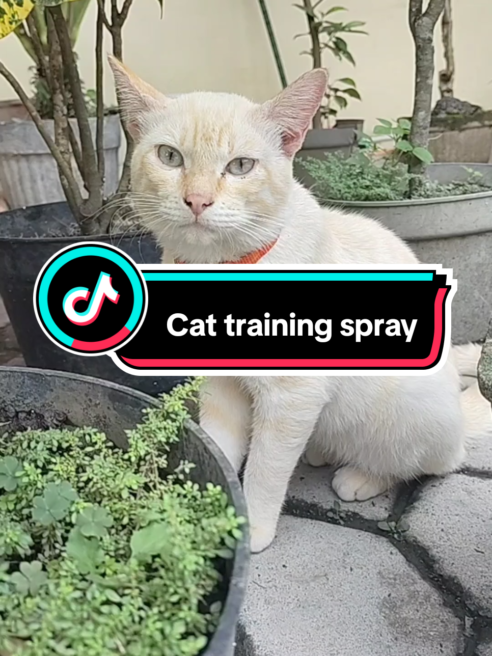 Cairan untuk melatih kucing biar tidak buang kotoran sembarangan remov cat training spray dari bahan alami sehingga aman buat kucing #cairanmelatihkucing #melatihkucing #cattrainingspray #remov 