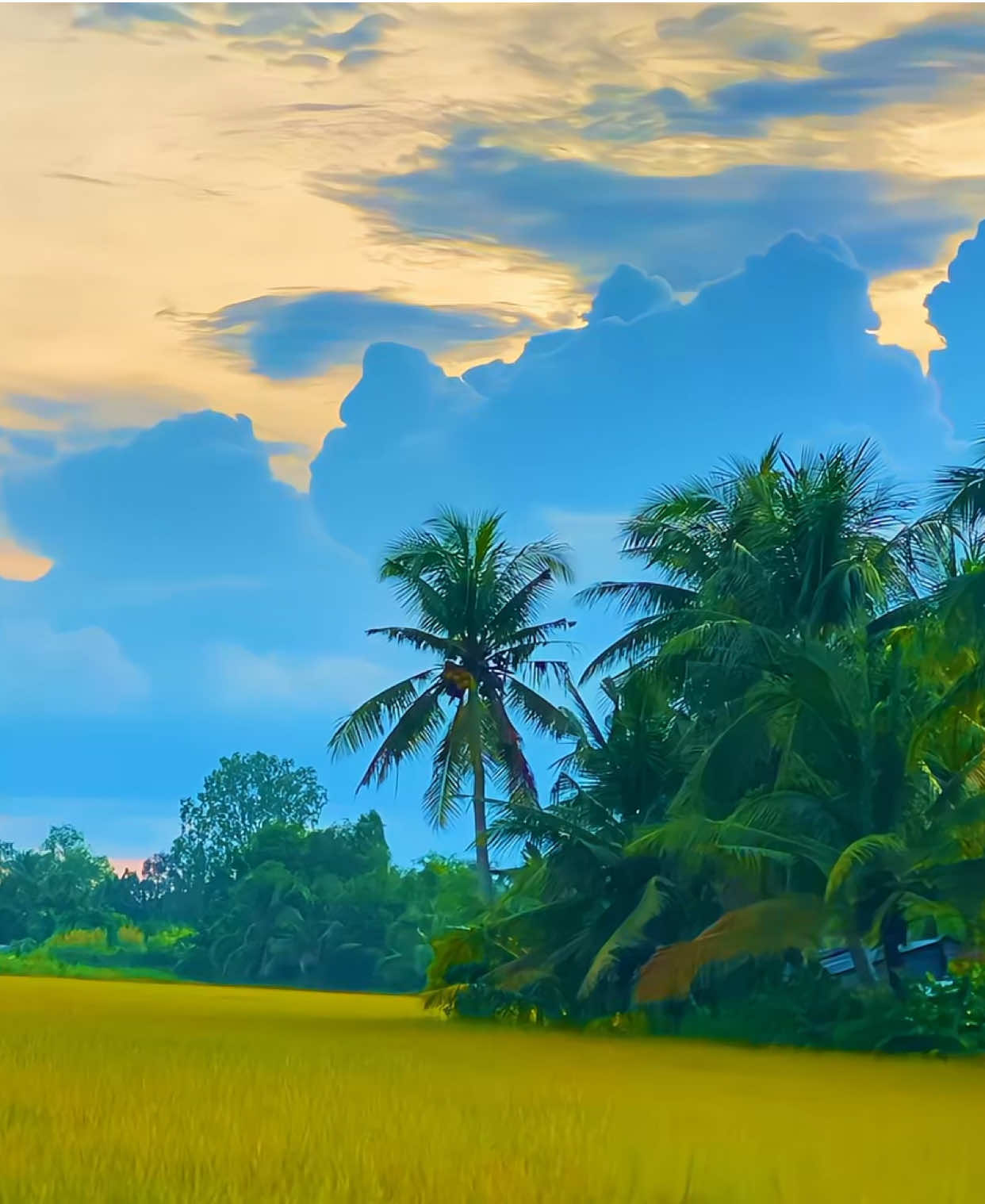 Dôi mắt em ước hồng .. #hurchill🍁 #chillmientay #binhyenchill #vemientay #netdepmientay 