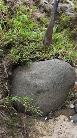 Gold predators | Mexico gold | Rare gold mining   Hopefully people who watch this video will soon be rich 🤲🤲🤲  #fypシ゚  #viralpost #treasure Criminal threats for gold miners