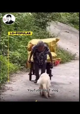 Bà chắt ko thương dog full trắng j hết #cọt #hàt #hàtvlog #dog #cat 