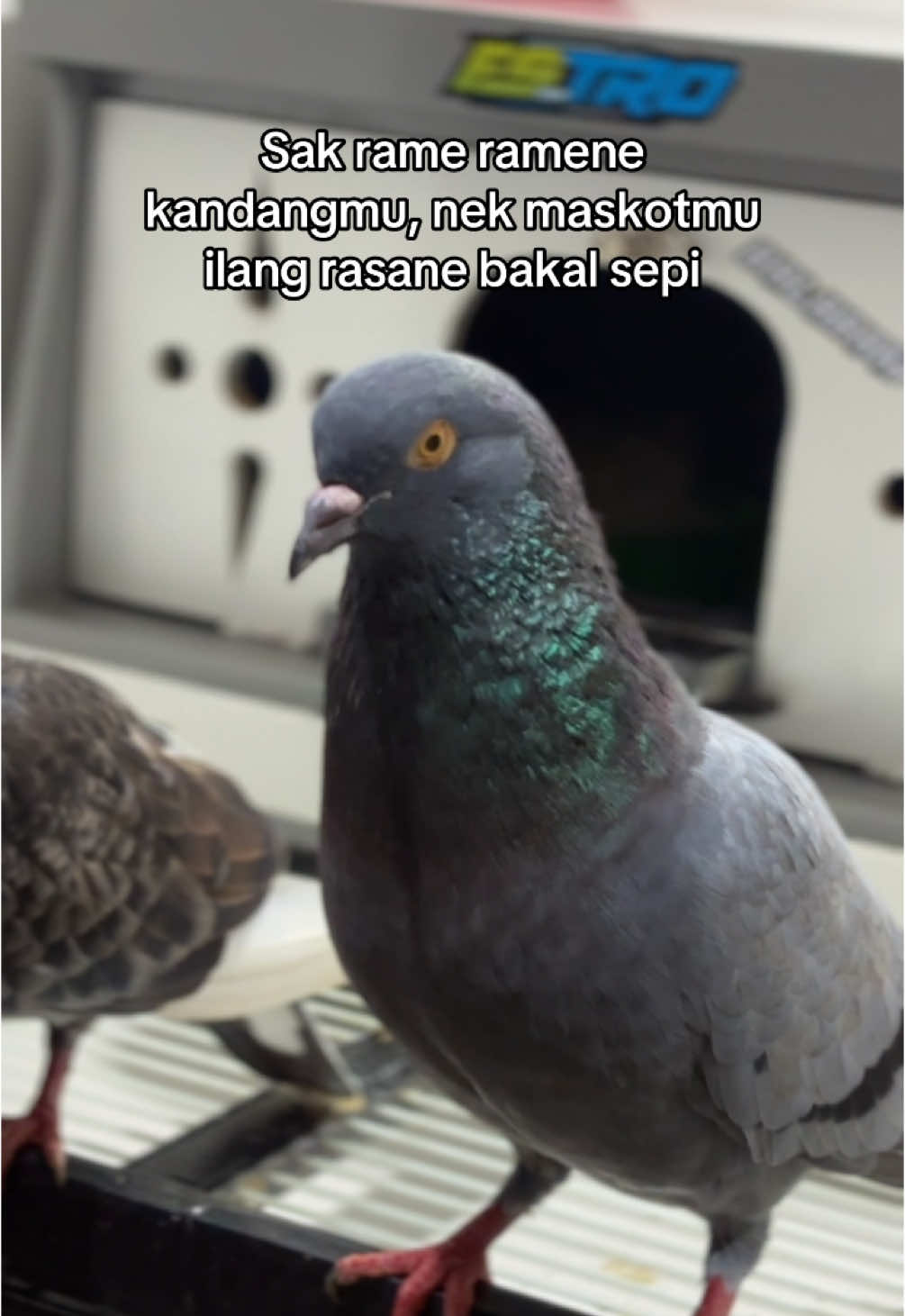 Semoga Masih Ada Kesempatan ke 2  #merpatilovers #merpatiindonesia🕊 #merpatikolongindonesia🇲🇨 #merpatikolongbebas #merpatikolong #kandangmerpati 