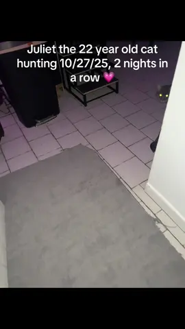 Juliet is sticking up for the winter and hunting her prey nightly the last 2 nights 🤣. You get them JuJu. We treasure every single thing this girl does for us and we do realize how blessed we are to still have her in our lives. #rescue #animals #foryourpage #fyp #tr #tiktok #cat #rescuecat #seniorcat #trending #juliet #rescuecatsoftiktok #catsoftiktok 