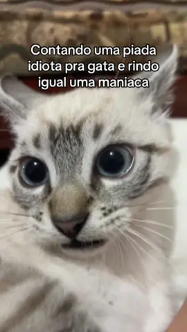 Acho que ela se assustou #cat #portugal🇵🇹 #fypppppppppppppppp #brasil🇧🇷 #tiktokviral 