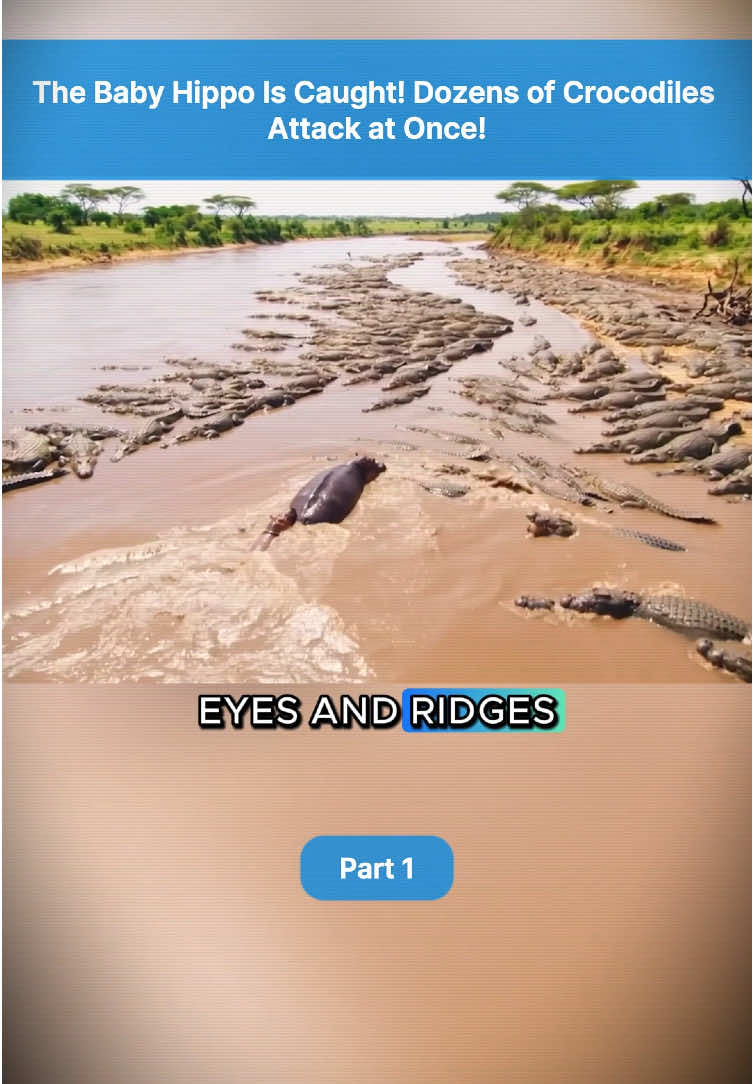 #animallover #animal #hippo #amazing #animals 