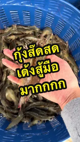 กุ้งมันสู้มือเกินค่ะคุณพี่ 🤣 #กุ้งขาว #อาหารทะเล #อาหารทะเลสดมาก #กุ้งแพไทยเสรี 