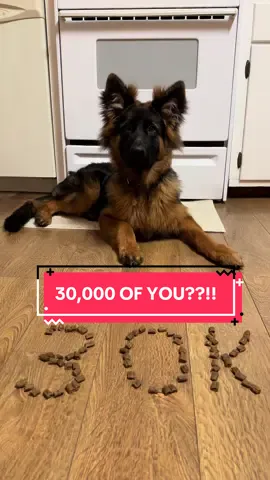 THANK YOU ALL FOR 30,000 FOLLOWERS!!! LIKE WHAT?!!! You all are amazing and ma and I appreciate you all 💓💓 I’m also on Instagram if you guys didn’t know.. mavgsdd is the name 😏 ANYWAYS THANK YOU THANK YOU THANK YOU 🥹🥹 #germanshepherd #germanshepherdpuppy #puppy #gsd #floppyears 