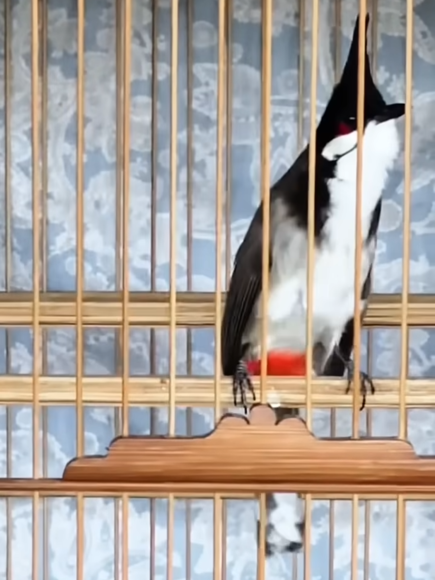 Luyện Chào Mào Hót Đấu #luyengiongchaomao #chimchaomao #chimcanh #chaomao #fyp #shorts