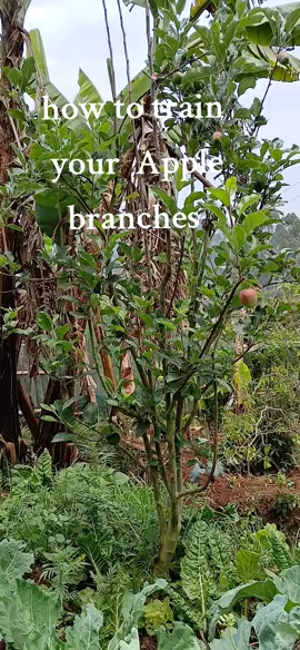 Apple Branch Training  #for #for #foryour #creators #trythis 